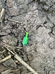 Cicindela sexguttata