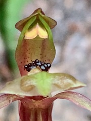 Chiloglottis trapeziformis