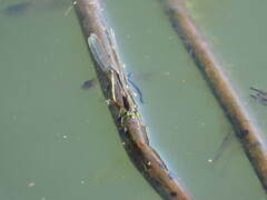 Ischnura