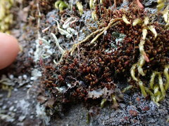 Ptychostomum capillare