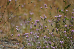 Lessingia leptoclada
