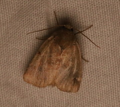 Pseudorthodes vecors