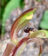 Chiloglottis trapeziformis