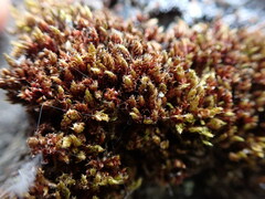 Ptychostomum capillare