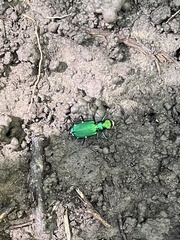 Cicindela sexguttata