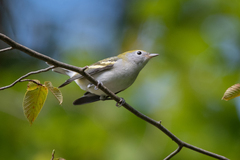 Setophaga pensylvanica