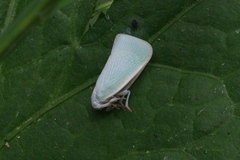 Flatormenis proxima