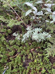 Dasiphora fruticosa