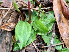 Chiloglottis trapeziformis