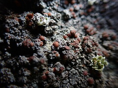 Fuscopannaria maritima