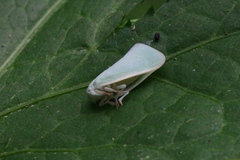 Flatormenis proxima