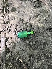 Cicindela sexguttata