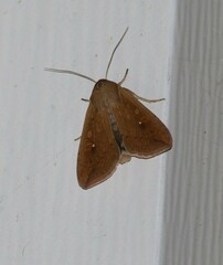 Mythimna unipuncta