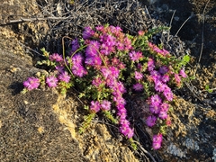 Ruschieae