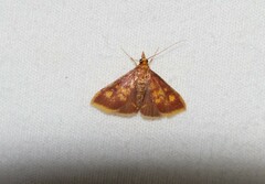 Pyrausta acrionalis