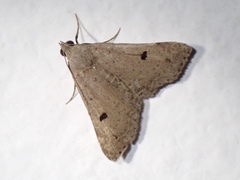 Bleptina caradrinalis