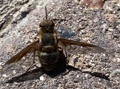 Exoprosopa rostrifera