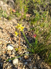 Bulbine praemorsa