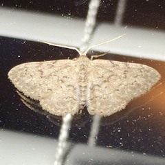 Idaea violacearia