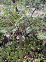 Dasiphora fruticosa
