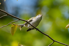 Setophaga pensylvanica