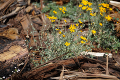 Eriophyllum lanatum