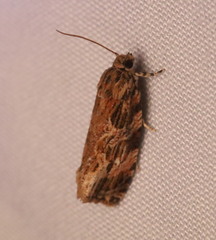 Phaecasiophora confixana