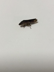 Homalodisca vitripennis