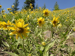 Helianthella