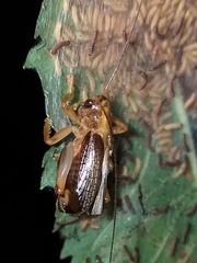 Gryllacrididae