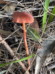 Cortinarius kula