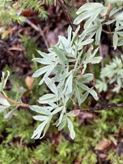 Dasiphora fruticosa