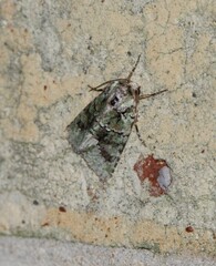 Lacinipolia explicata