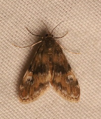 Elophila obliteralis