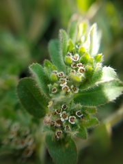 Euphorbia velleriflora