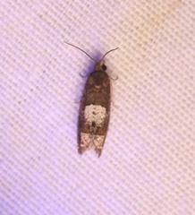 Eucosma parmatana