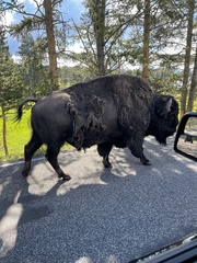 Bison bison