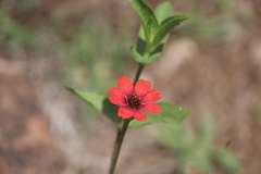 Zinnia peruviana