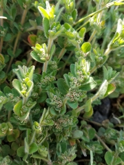 Euphorbia velleriflora
