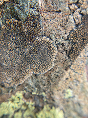Dimelaena