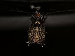 Micrathena gracilis