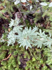 Dasiphora fruticosa