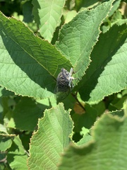 Neotibicen canicularis