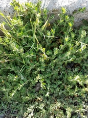 Euphorbia velleriflora
