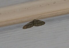 Digrammia continuata