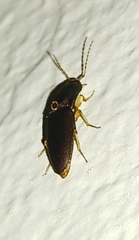 Heteroderes amplicollis