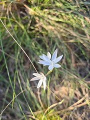 Hesperantha falcata