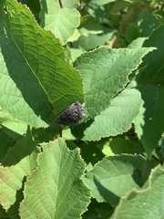 Neotibicen canicularis