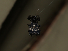 Micrathena gracilis