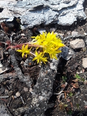 Sedum lanceolatum